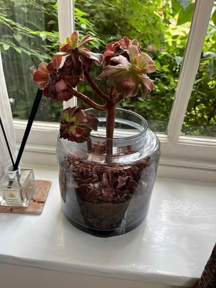 Photo of free Plant in glass planter (Hereford Victoria bridge HR1) #1