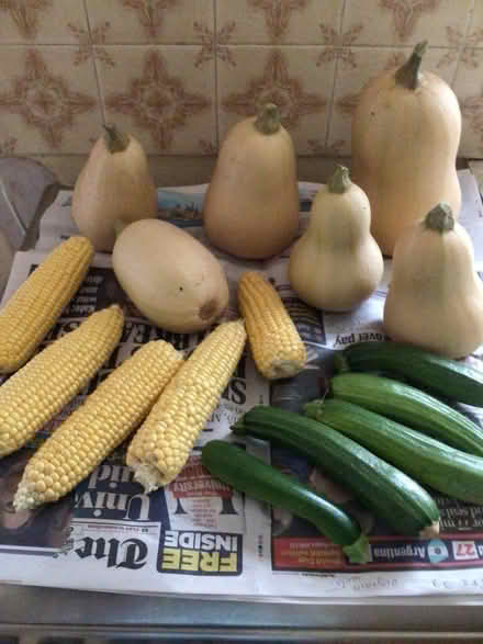 Photo of free Organic garden veg (Hyde Park LS6) #1