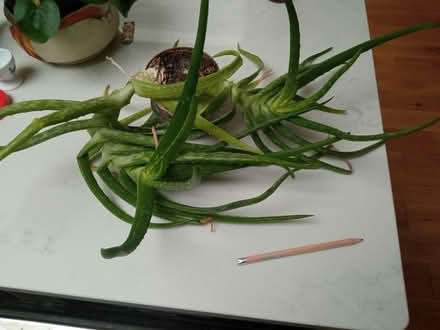 Photo of free Lopsided Aloe vera ? Use for gel? (OX3, Headington, Oxford) #1