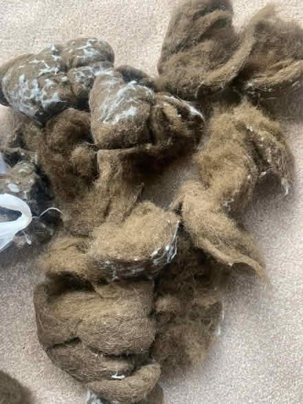 Photo of free Brown Stuffing (Southport PR8) #1