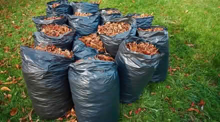 Photo of bagged Leaves (Grafton) #1