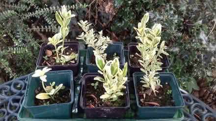 Photo of free Euonymous plants (small) (Knighton LD7) #1