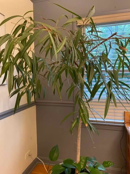 Photo of free Weeping Ficus (Villa Park) #1