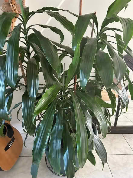 Photo of free Large Indoor Plant (Winston Churchill and Derry) #1