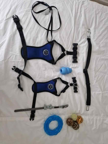 Photo of free Puppy package (Enfield EN2) #1