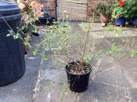 Photo of free Salvia “hot lips” in pot (DA1) #1