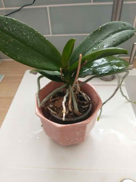 Photo of free Small Orchid - Please Read Descrptn (HA5 Eastcote Pinner) #1