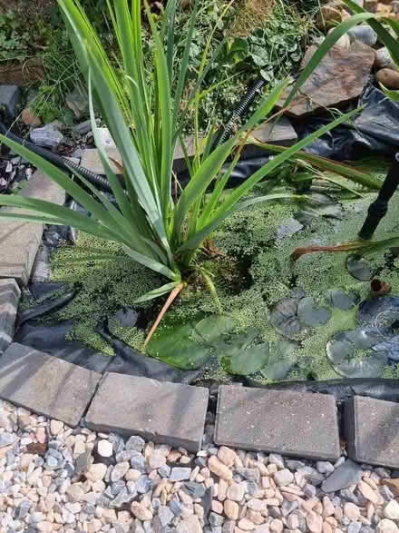 Photo of free Pond irises (Kessingland NR33) #1