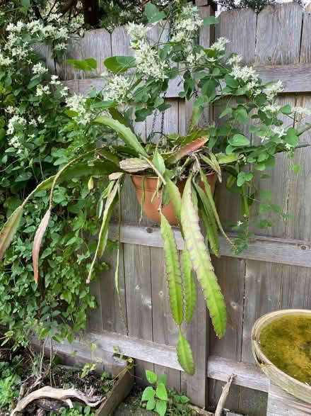 Photo of free Red Orchid Cactus hanging plant (Villa Park) #1