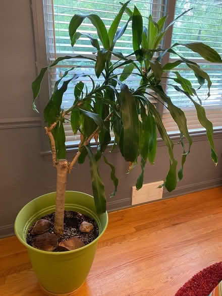 Photo of free Large Corn Plant (Villa Park) #2