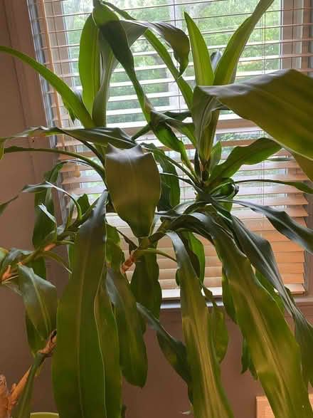 Photo of free Large Corn Plant (Villa Park) #1
