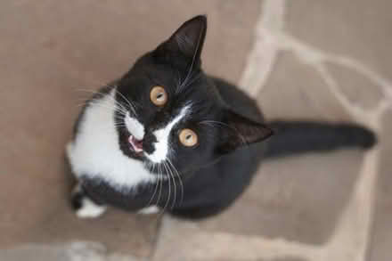 Photo of cat or dog bed (Heath & Reach LU7) #1