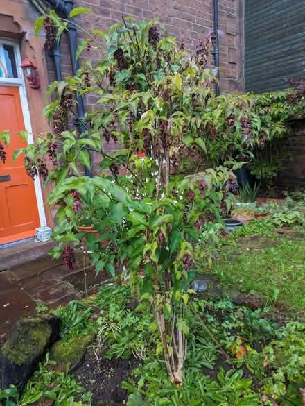 Photo of free Himalayan honeysuckle (Penrith CA11) #1
