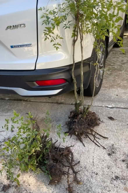 Photo of free Heavenly Bamboo (Altamonte Maitland) #2