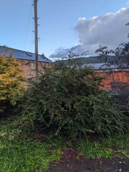 Photo of free Cotoneaster bush (Penrith CA11) #1