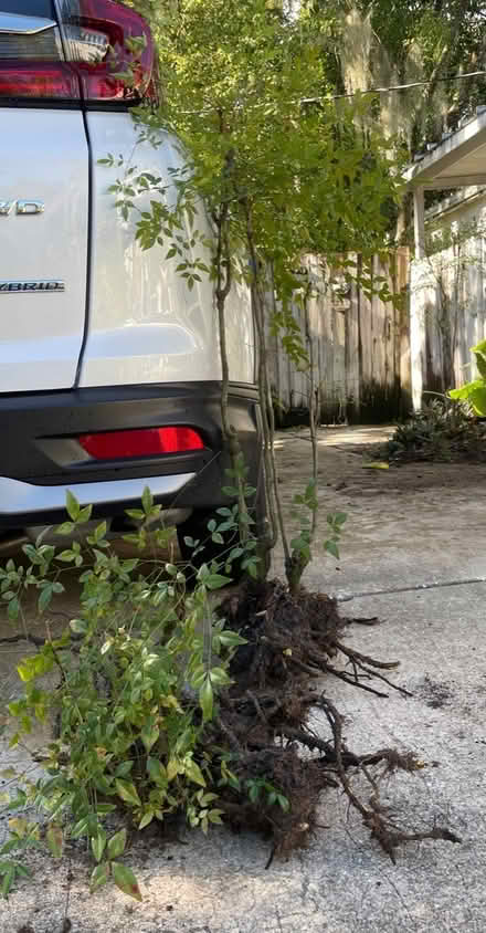 Photo of free Heavenly Bamboo (Altamonte Maitland) #1