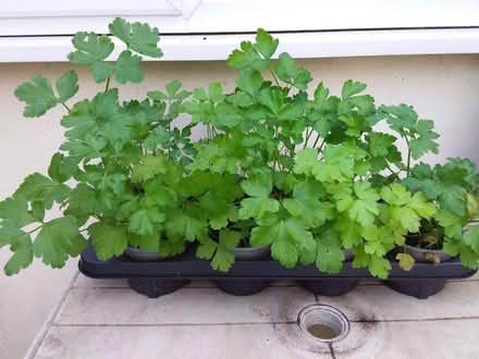 Photo of free Flat-leaf parsley plants (Stanley Gate L39) #1