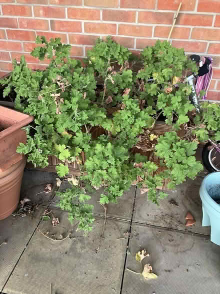 Photo of free Some pelargonium plants (Seven Sisters N15) #2