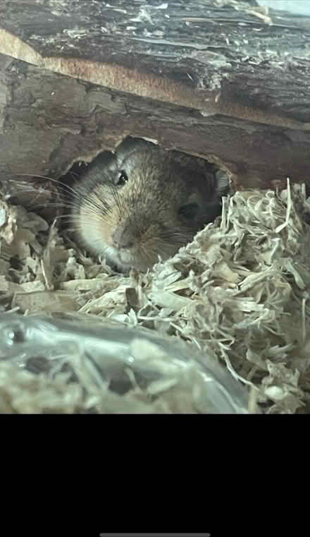 Photo of free Rehome gerbils (Newtonhill AB39) #1