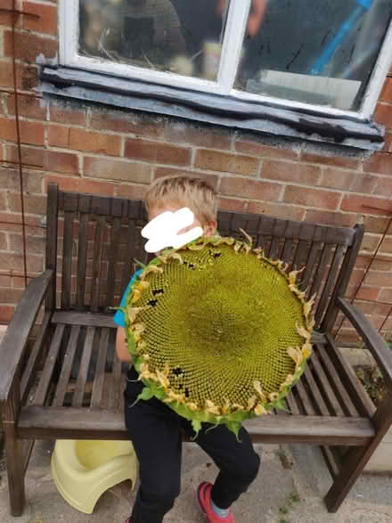 Photo of free Sunflower seeds (Carpenders Park, WD19) #2