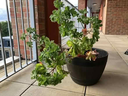 Photo of free Pelargonium plant in pot (Seven Sisters N15) #1