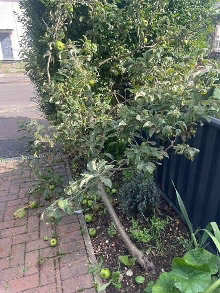 Photo of free Dwarf apple trees (UB7) #2