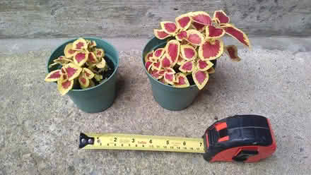 Photo of free Coleus plants (Yonge & Mulock) #1