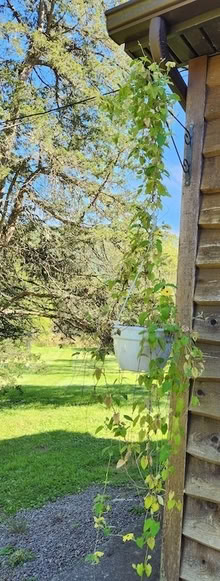 Photo of free Hanging Thunbergia (High Falls) #2