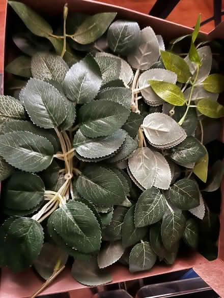 Photo of free Box of leaves (Roselle Park) #1