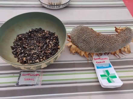 Photo of free Sunflower seeds (Carpenders Park, WD19) #1