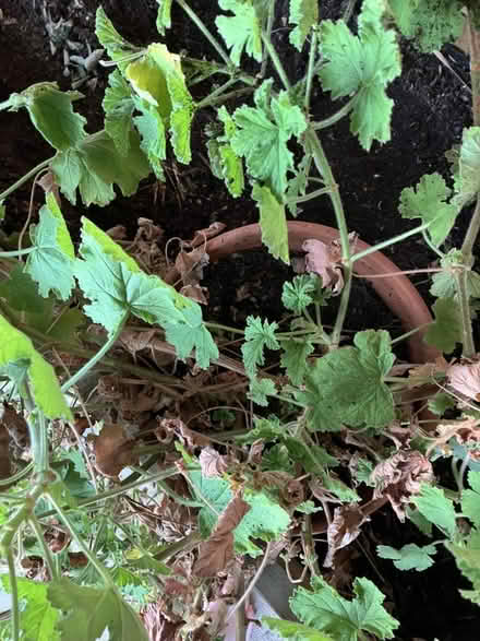 Photo of free Some pelargonium plants (Seven Sisters N15) #1