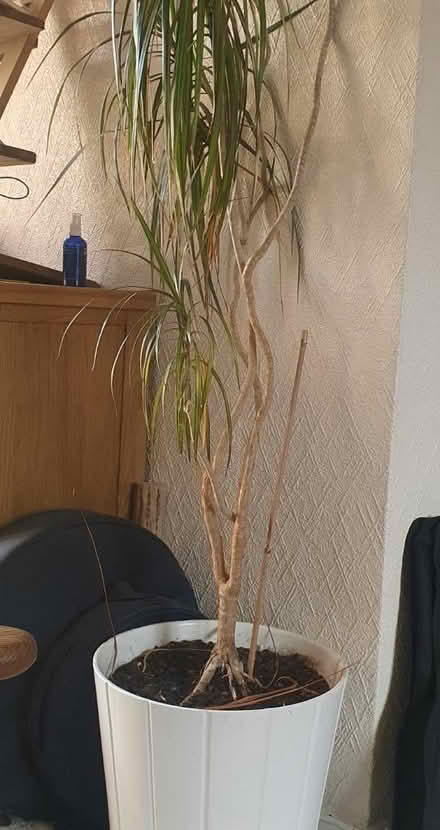 Photo of Indoor plant pot (Letchworth SG6) #1