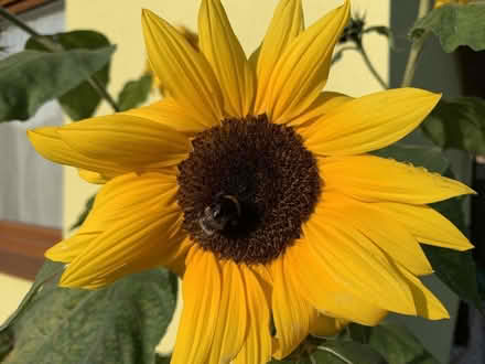 Photo of free Sunflower seeds (Carpenders Park, WD19) #3