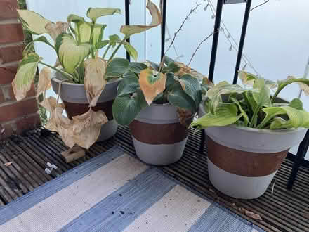 Photo of free Hostas (Seven Sisters N15) #1