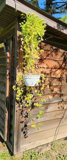 Photo of free Hanging Thunbergia (High Falls) #3
