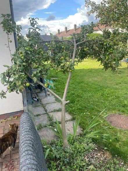 Photo of free Dwarf apple trees (UB7) #1