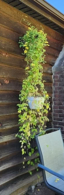 Photo of free Hanging Thunbergia (High Falls) #1