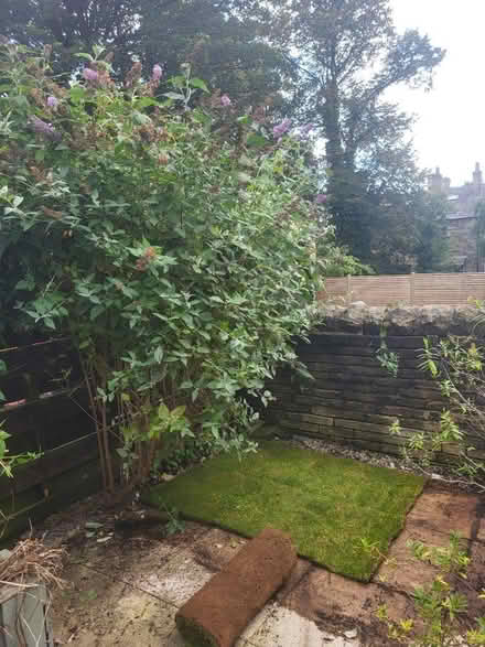Photo of free Large Budlia (cleckheaton) #1