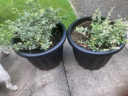 Photo of free 2 x evergreen Euonymous plants (Gainsborough DN21) #1