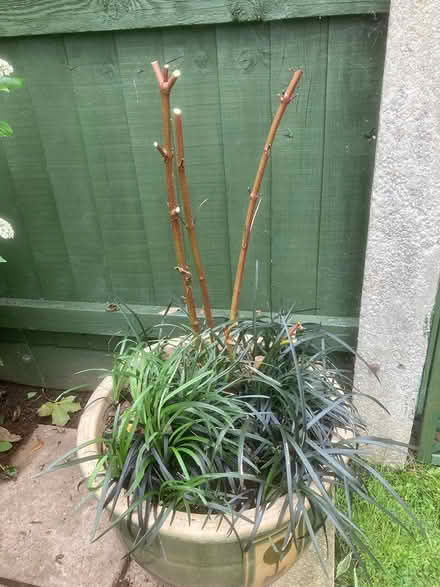 Photo of free Large ceramic pot with plants (Gainsborough DN21) #1