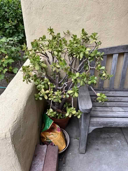 Photo of free Potted Succulents (Burbank) #2