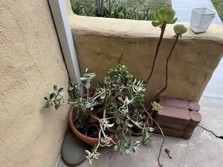 Photo of free Potted Succulents (Burbank) #1