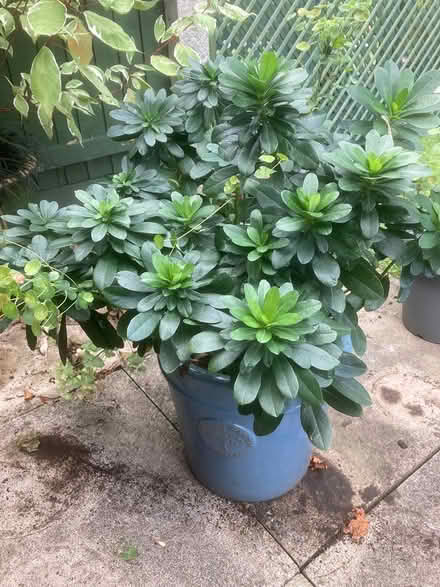 Photo of free Potted evergreen Euphorbia (Gainsborough DN21) #1