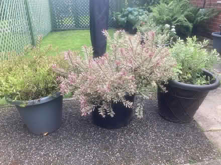 Photo of free 3 x Evergreen Hebe Plants (Gainsborough DN21) #1