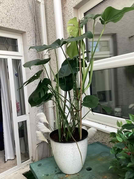 Photo of free Swiss Cheese plant (Llanelli Brynmor Rd SA15) #1