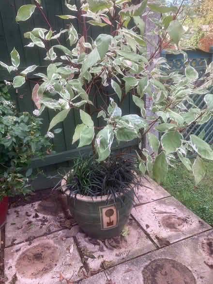 Photo of free Large ceramic pot with plants (Gainsborough DN21) #2