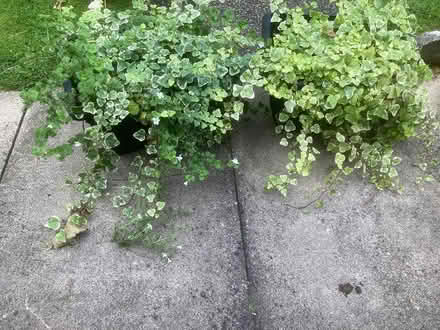 Photo of free Ivy plants in pots x 2 (Gainsborough DN21) #1