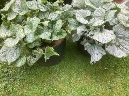 Photo of free 2 x Brunnera (Jack Frost) plants (Gainsborough DN21) #1