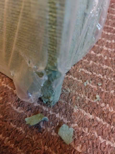 Photo of free Laminate underlay (Saltaire BD18) #4