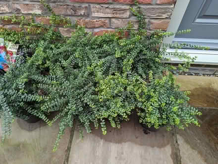 Photo of free Lonicera nitida hedging plants (YO61, Easingwold) #1